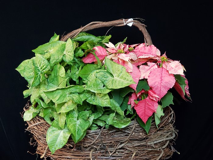 Grapevine Poinsettia Planter