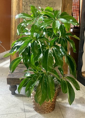 8\" Amate Schefflera