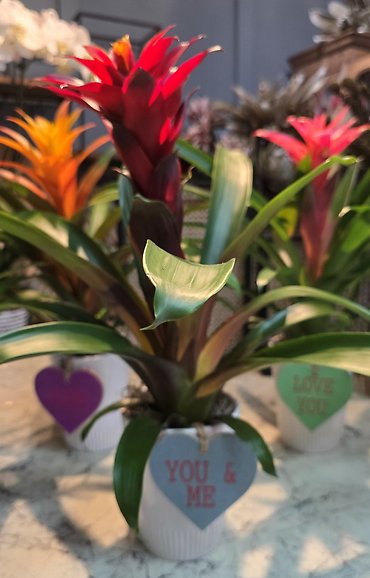 Sweetheart Bromeliad