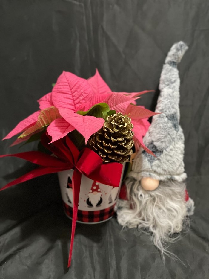 Gnome Poinsettia