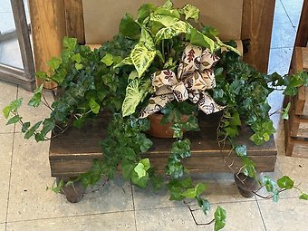 English Ivy Garden