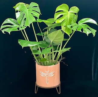 Monstera Philodendron in Dragonfly Pot