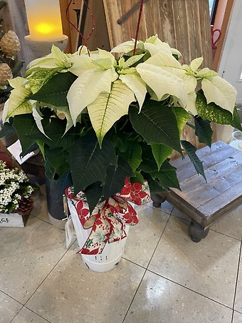 6\" White Poinsettia in white Tin