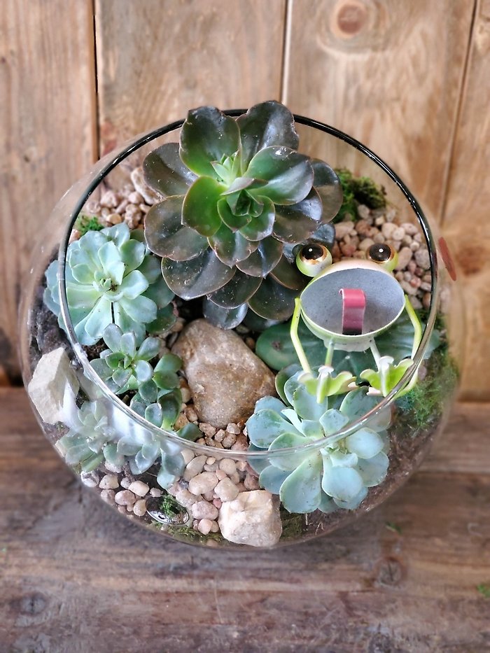 Succulent Bubble Bowl