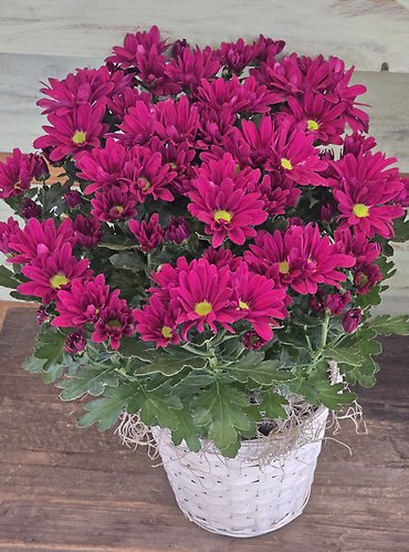 Blooming Mum plant