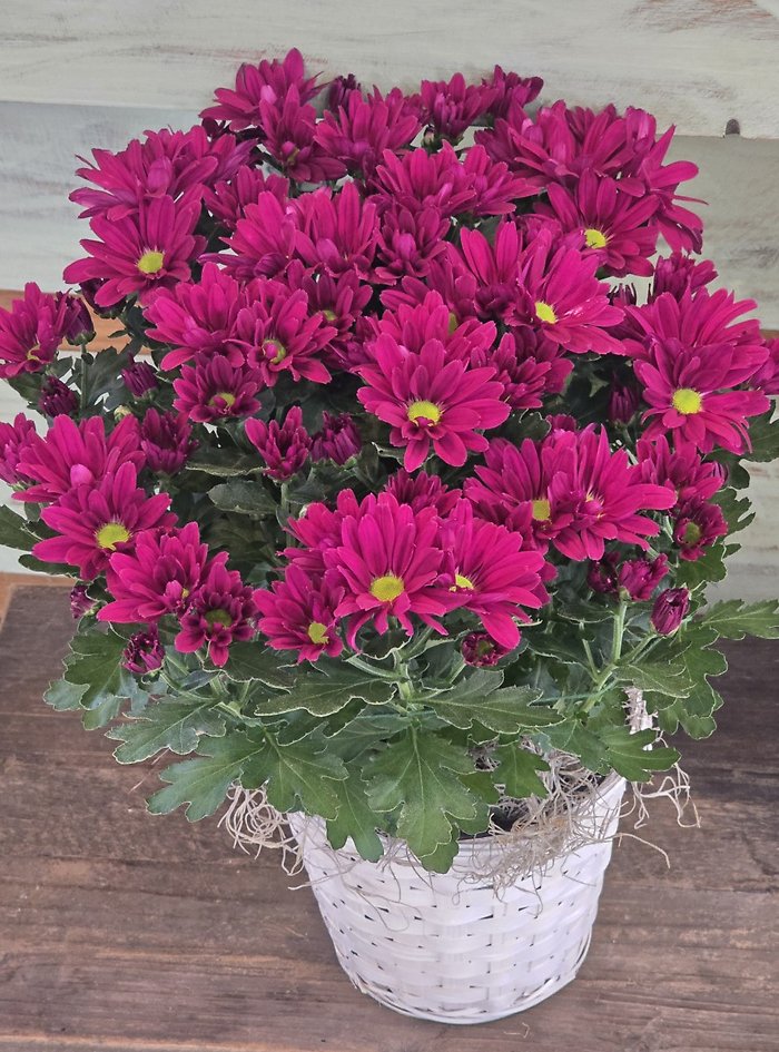 Blooming Mum plant