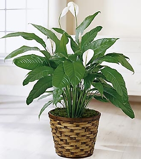 The Spathiphyllum Plant 10 inch
