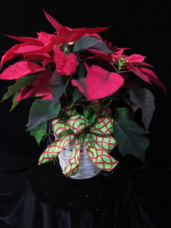 Red Christmas Poinsettia