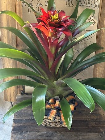 Elegant Bromeliad
