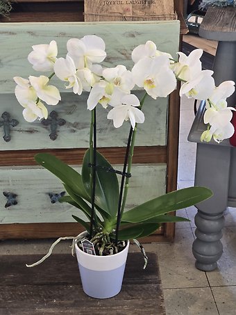 Peaceful orchid