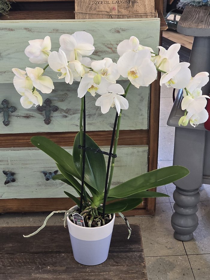 Peaceful orchid