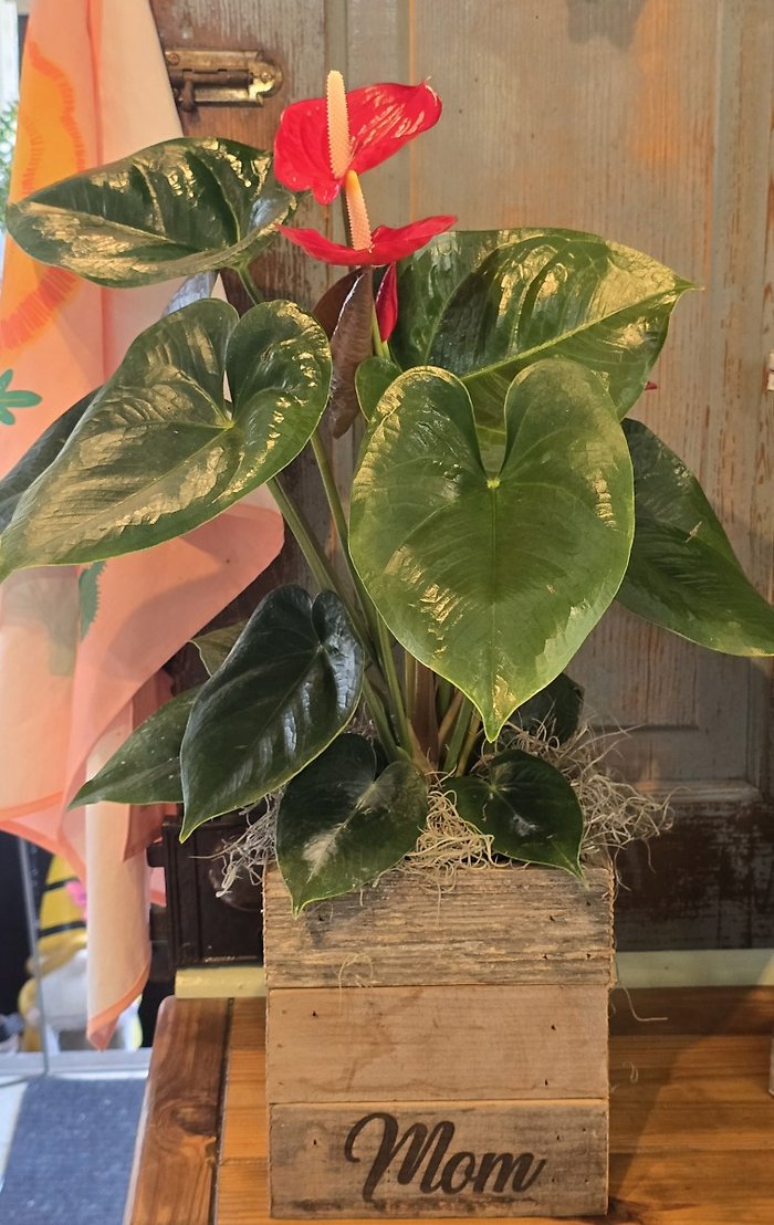 Mother\'s Day Antherium