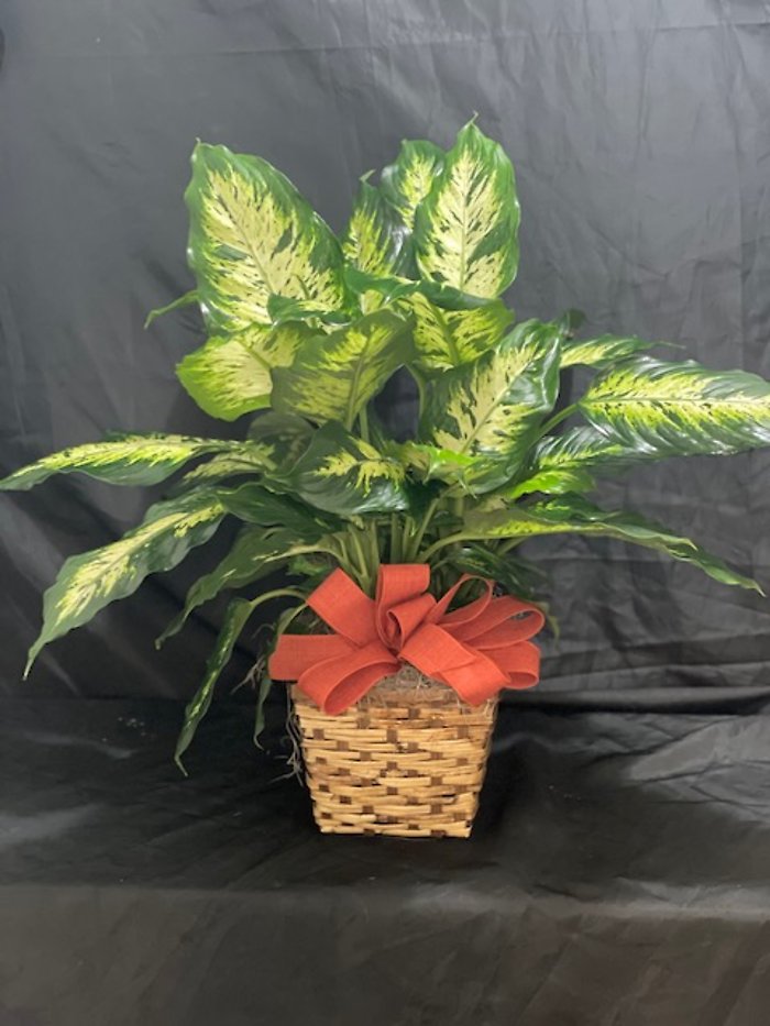 Dieffenbachia in a square basket