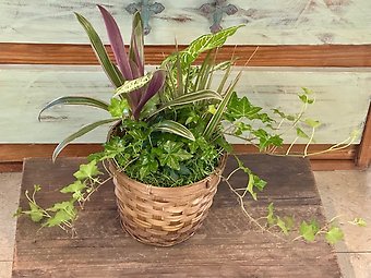 Combo Green Plants
