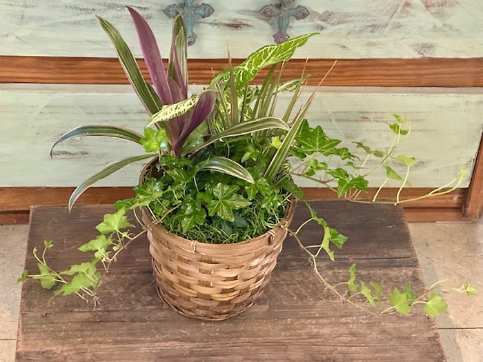 Combo Green Plants