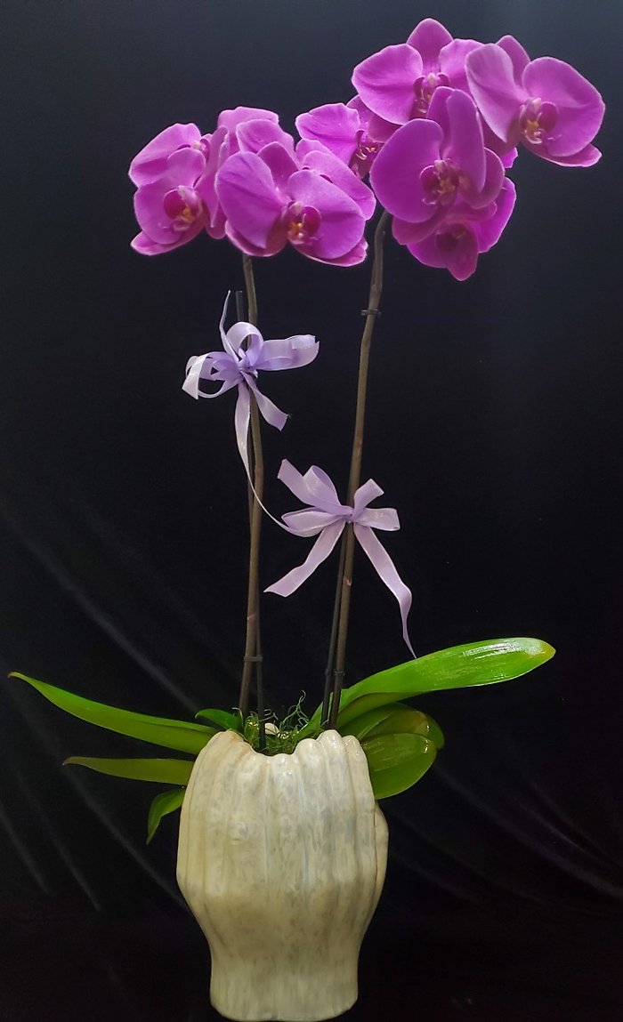 Uplifting Orchid