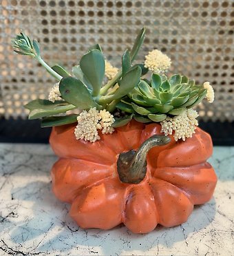 Fall Succulents