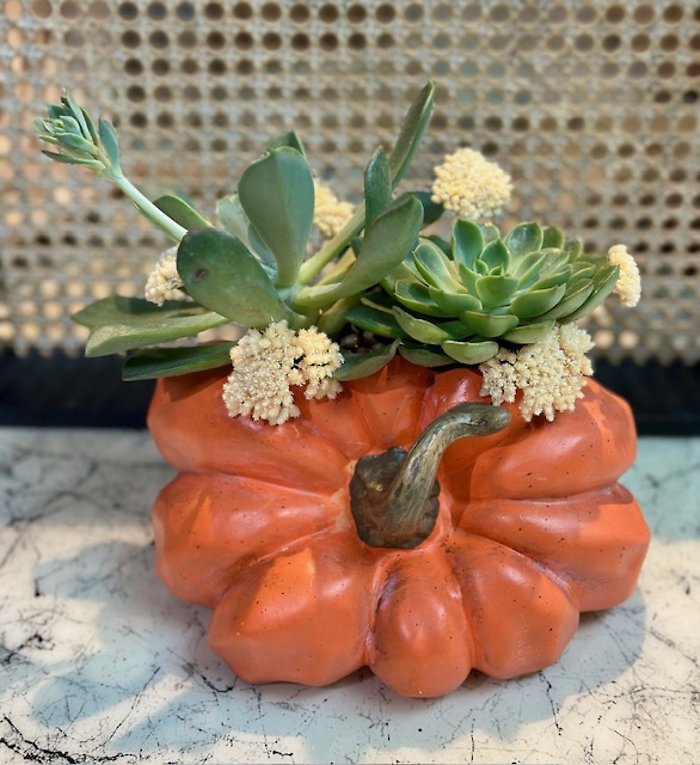 Fall Succulents