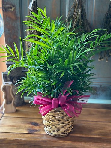 Areca Palm plant in basket