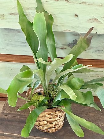 Staghorn Fern