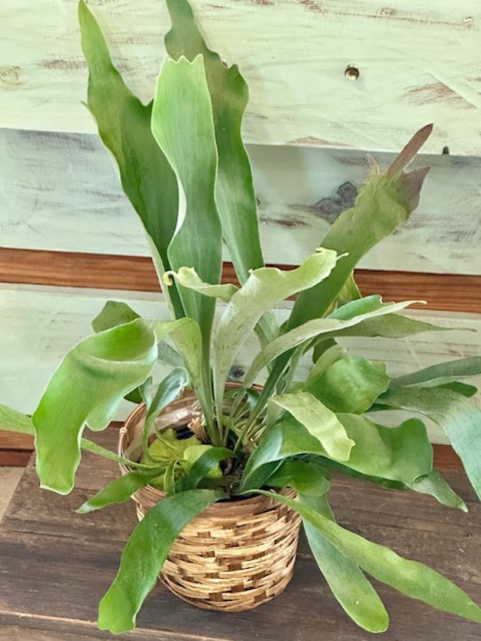 Staghorn Fern