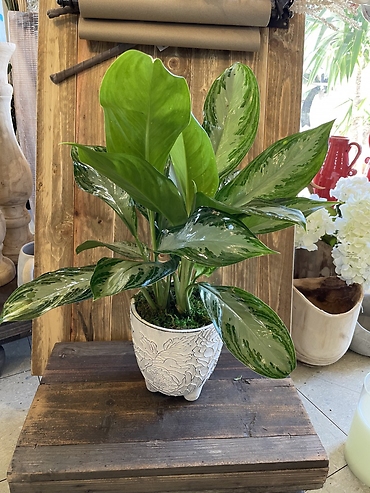 White Ceramic Planter with 6\" green plant