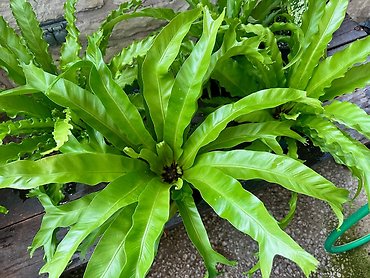 Birds Nest Fern