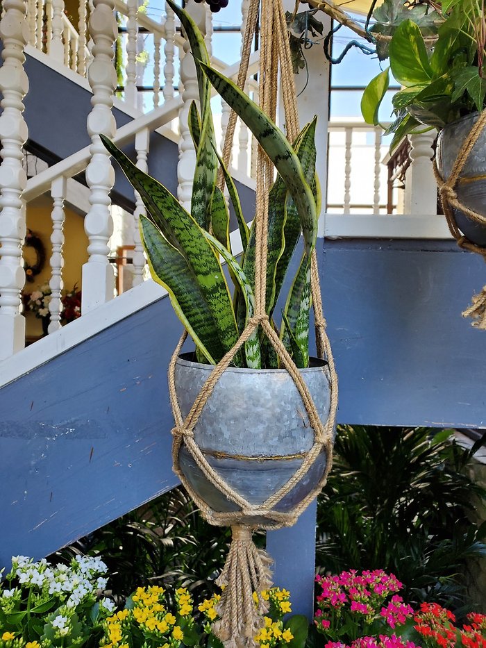 Macrame & Tin Hanging Snake Plant