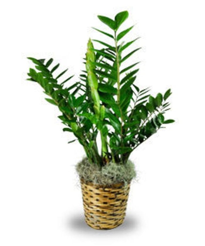 10\" ZZ Plant (Zamioculas Zamiifolia)