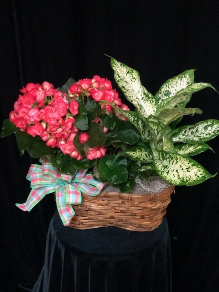 Double Blooming and Green Basket