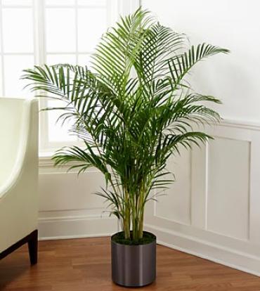 10 inch Palm Plant