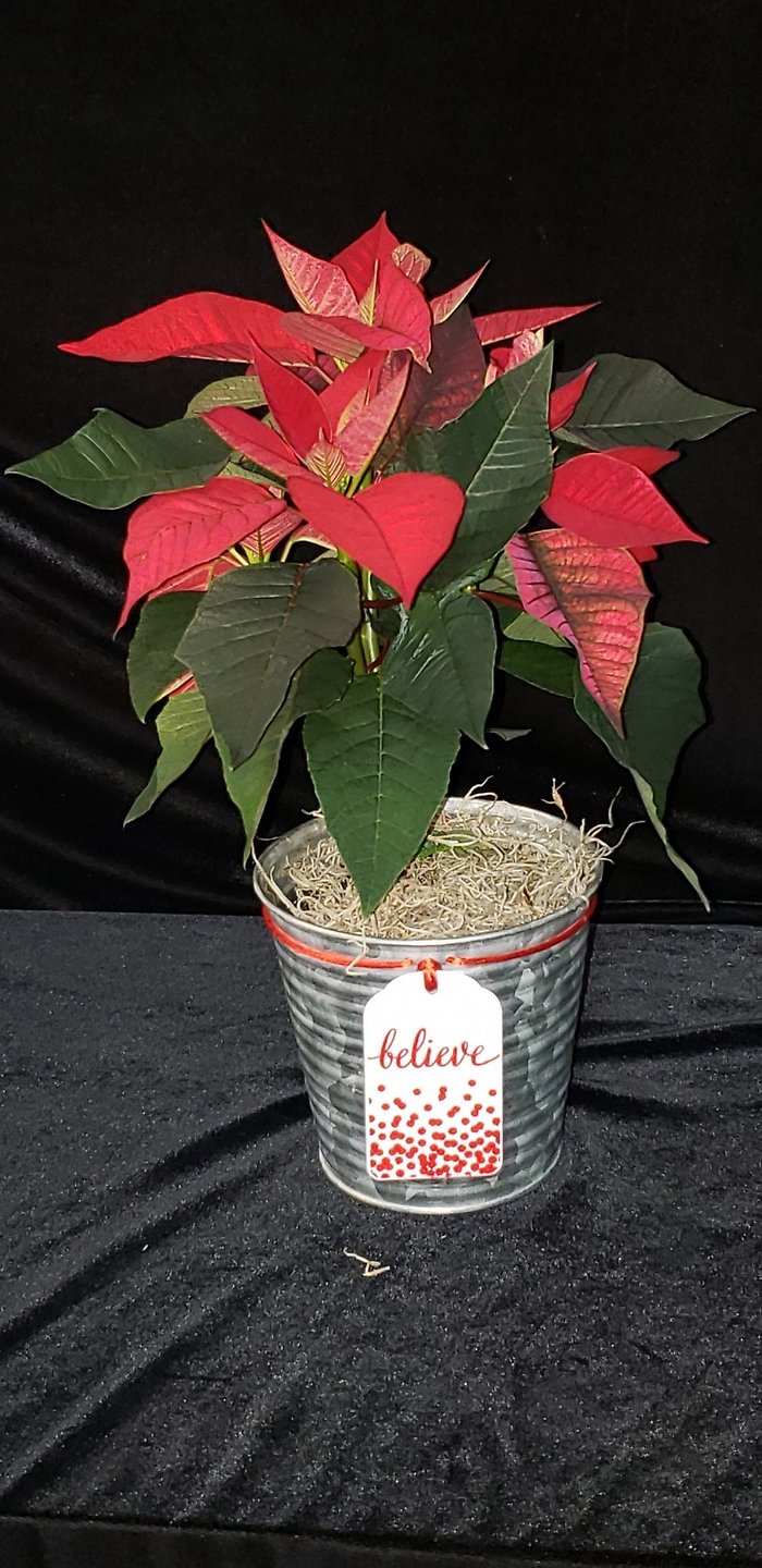 4 inch poinsettia in frosted tin