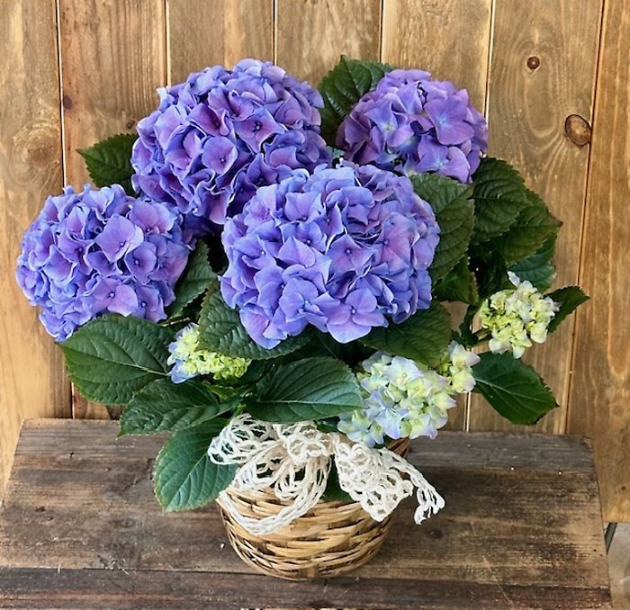 Blooming Hydrangea Plant
