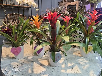 Sweetheart Bromeliad