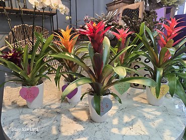 Sweetheart Bromeliad