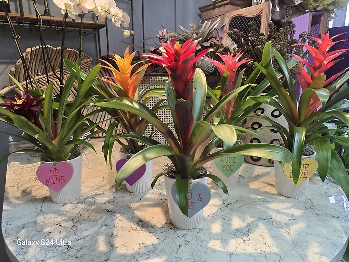 Sweetheart Bromeliad