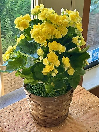 Blooming Begonia