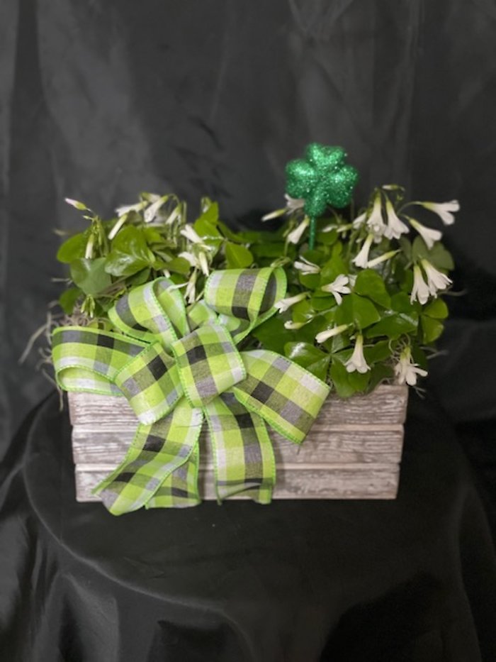 Lucky Shamrocks