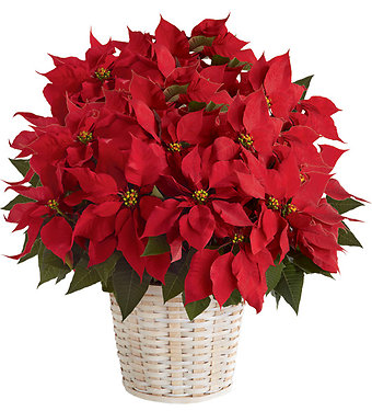 10 inch Poinsettia