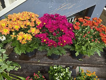 Blooming Mum plant