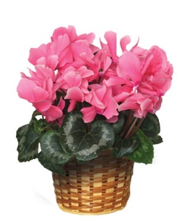 Blooming Cyclamen Plant