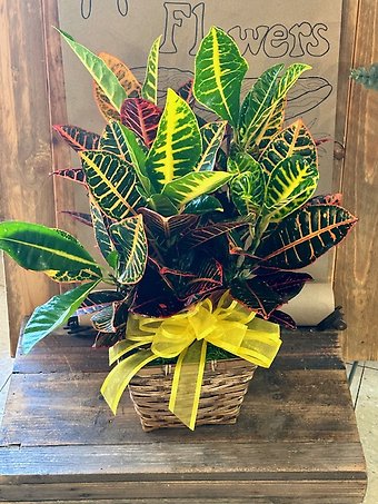 Croton Plant