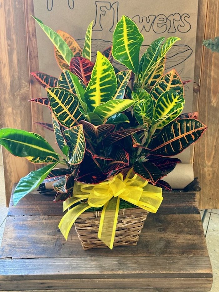 Croton Plant