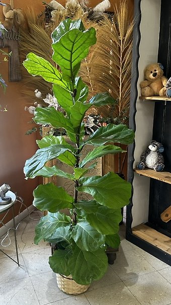 Fiddle Leaf Fig 10 inch