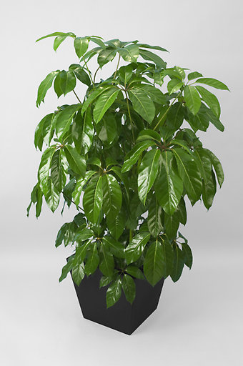 Schefflera Amate