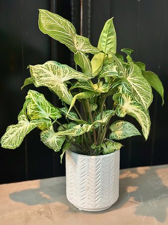 Desktop Green Plant