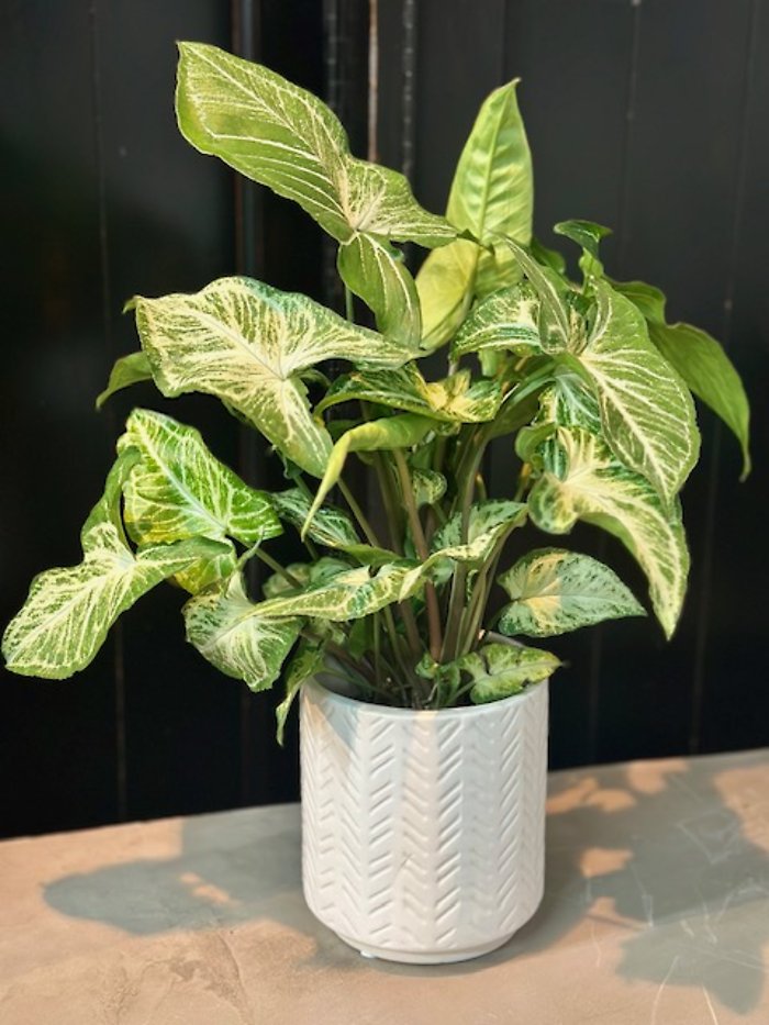 Desktop Green Plant
