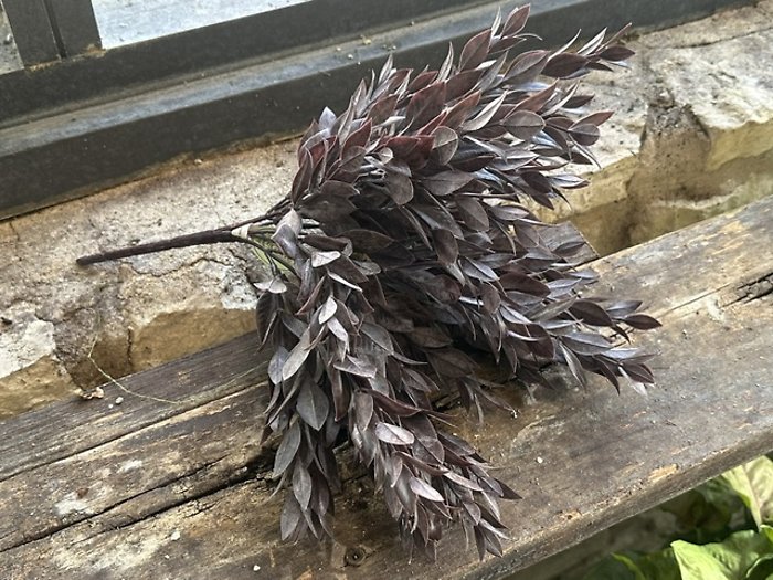 Burgandy foliage bush
