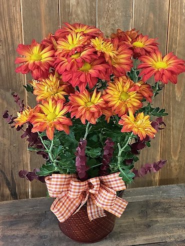 Blooming Fall Mum plant