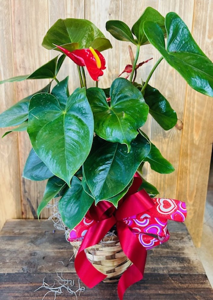 Valentine Anthurium